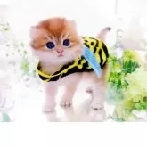 ブリティッシュショートヘア