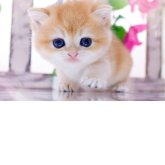 ブリティッシュショートヘア