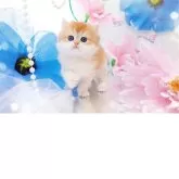 ブリティッシュショートヘア