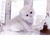 ブリティッシュショートヘア【岐阜県・女の子・2025年11月10日・ブルーゴールデン(ゴールド)】の写真2「唯一無二の存在」