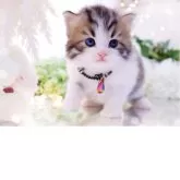 ラガマフィン【岐阜県・男の子・2025年10月10日・ブラウンマッカレルタビー&ホワイト】の写真2「上品でシックな毛色」