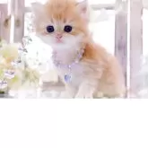 ブリティッシュロングヘア【岐阜県・女の子・2025年11月13日・シェーデッドゴールデン(ゴールド)】の写真2「優しく甘えんぼな美人さん」