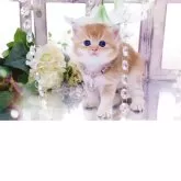 ブリティッシュショートヘア【岐阜県・男の子・2025年11月13日・シェーデッドゴールデン(ゴールド)】の写真3「お腹なでなで大好き(*^ω^*)スキンシップたくさんしてね」