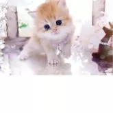 ブリティッシュロングヘア【岐阜県・女の子・2025年11月13日・シェーデッドゴールデン(ゴールド)】の写真3「可愛いお顔で見つめられたら、胸が高鳴ります(*´`)♡」