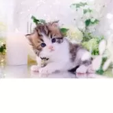 ラガマフィン【岐阜県・男の子・2025年10月10日・ブラウンマッカレルタビー&ホワイト】の写真3「甘えんぼで聡明な🐱です」