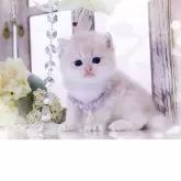 ブリティッシュショートヘア【岐阜県・女の子・2025年11月10日・ブルーゴールデン(ゴールド)】の写真3「おっとり優しい性格に、甘える仕草(*´`)♡夢中になる可愛さです」