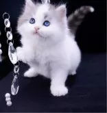 ラガマフィン【岐阜県・男の子・2025年1月25日・ブルーマッカレルタビー&ホワイト】の写真4「ペンライトしっぽ🔦可愛いね」