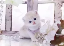 ブリティッシュショートヘア【岐阜県・女の子・2025年11月10日・ブルーゴールデン(ゴールド)】の写真4「将来楽しみな🎶期待の子です」