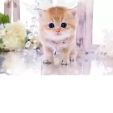 ブリティッシュショートヘア【岐阜県・男の子・2025年11月13日・シェーデッドゴールデン(ゴールド)】の写真4「まん丸瞳✨素敵なグリーンの瞳になりますよ」