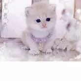 ブリティッシュショートヘア【岐阜県・女の子・2025年11月10日・ブルーゴールデン(ゴールド)】の写真5