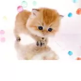 ブリティッシュロングヘア【岐阜県・女の子・2025年9月10日・シェーデッドゴールデン(ゴールド)】の写真11