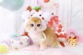 ブリティッシュショートヘア【岐阜県・女の子・2025年1月8日・チンチラゴールデン(ゴールド)】の写真10「美しく輝くゴールド✨」