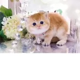 ブリティッシュショートヘア【岐阜県・男の子・2025年11月13日・シェーデッドゴールデン(ゴールド)】の写真5「ぷくぷくボディが魅力的」