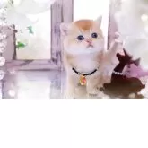 ブリティッシュショートヘア【岐阜県・男の子・2025年11月13日・シェーデッドゴールデン(ゴールド)】の写真6