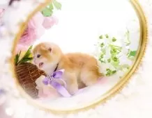 ブリティッシュショートヘア【岐阜県・男の子・2025年2月24日・チンチラゴールデン(ゴールド)】の写真11