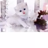 ブリティッシュショートヘア【岐阜県・女の子・2025年11月10日・ブルーゴールデン(ゴールド)】の写真8