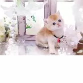 ブリティッシュショートヘア【岐阜県・男の子・2025年11月13日・シェーデッドゴールデン(ゴールド)】の写真8