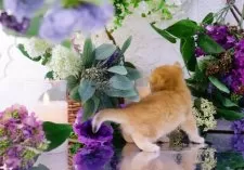 ブリティッシュショートヘア【岐阜県・男の子・2025年1月3日・シェーデッドゴールデン(ゴールド)】の写真11