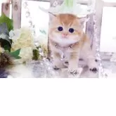 ブリティッシュショートヘア【岐阜県・男の子・2025年11月13日・シェーデッドゴールデン(ゴールド)】の写真8