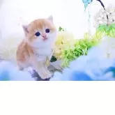 ブリティッシュショートヘア【岐阜県・男の子・2026年4月15日・シェーデッドゴールデン(ゴールド)】の写真9