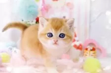 ブリティッシュショートヘア【岐阜県・女の子・2025年1月8日・チンチラゴールデン(ゴールド)】の写真13