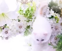 ラガマフィン【岐阜県・女の子・2025年3月2日・クリームマッカレルタビー&ホワイト】の写真9