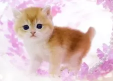 ブリティッシュショートヘア【岐阜県・女の子・2024年12月21日・シェーデッドゴールデン(ゴールド)】の写真12