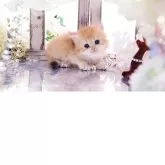 ブリティッシュロングヘア【岐阜県・女の子・2025年11月13日・シェーデッドゴールデン(ゴールド)】の写真9