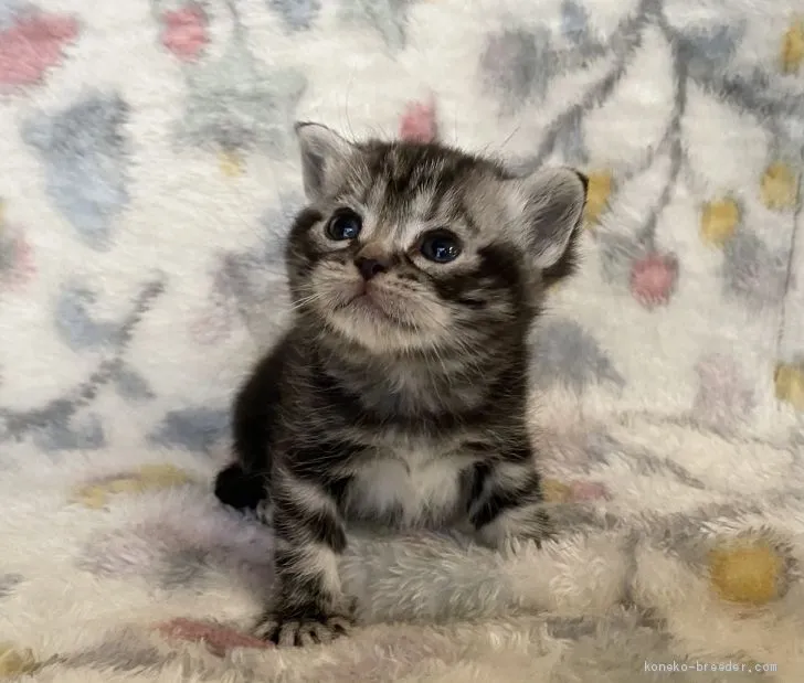 ID:2102-00884の子猫