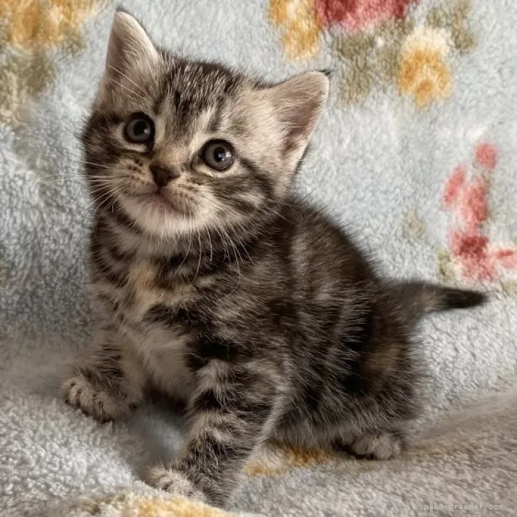 ID：2307-00778の子猫