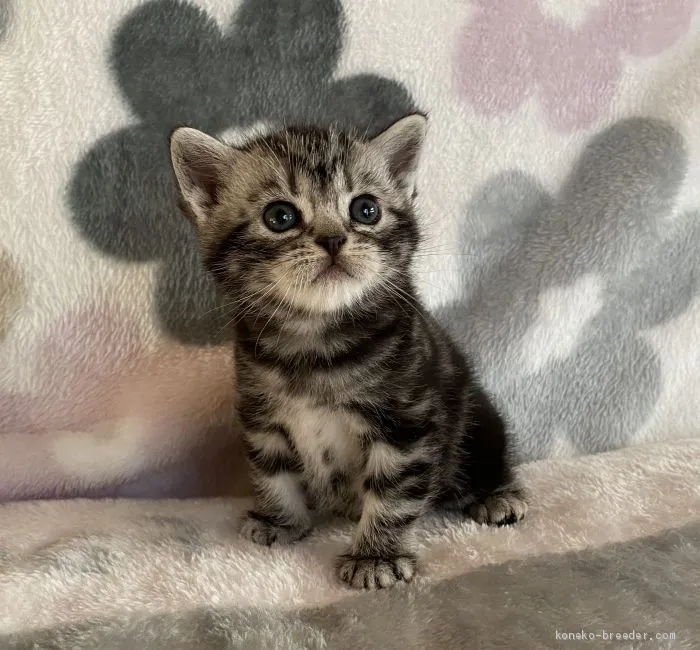 ID：2010-01812の子猫