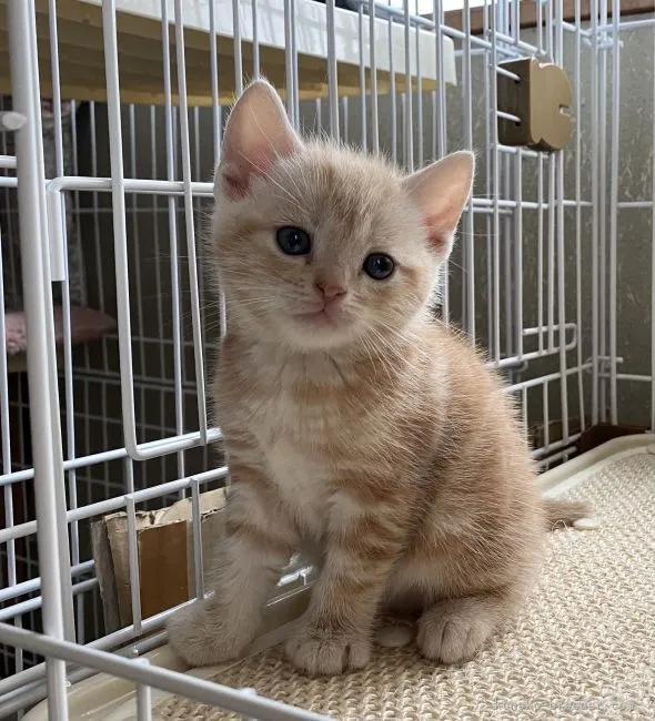 ID:2109-00091の子猫