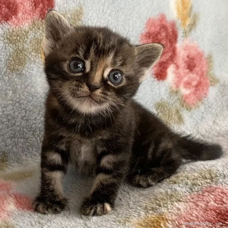 ID:2305-01959の子猫