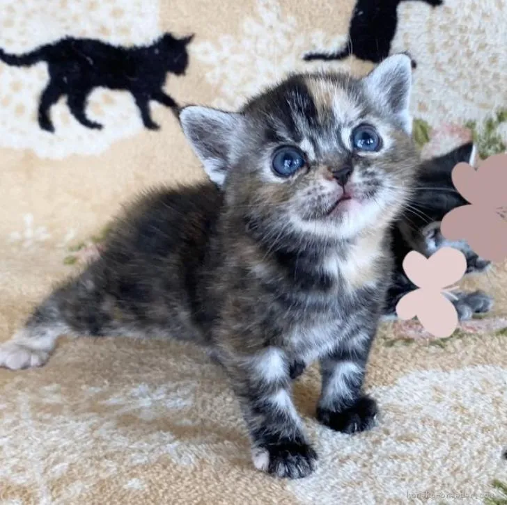 ID:2206-02324の子猫