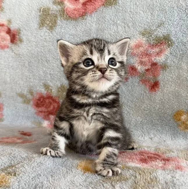 ID:2110-01473の子猫