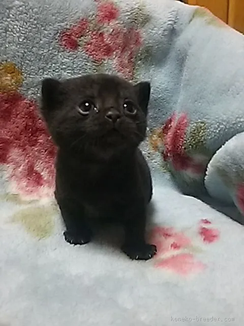 ギムギム 様のお迎えした子猫