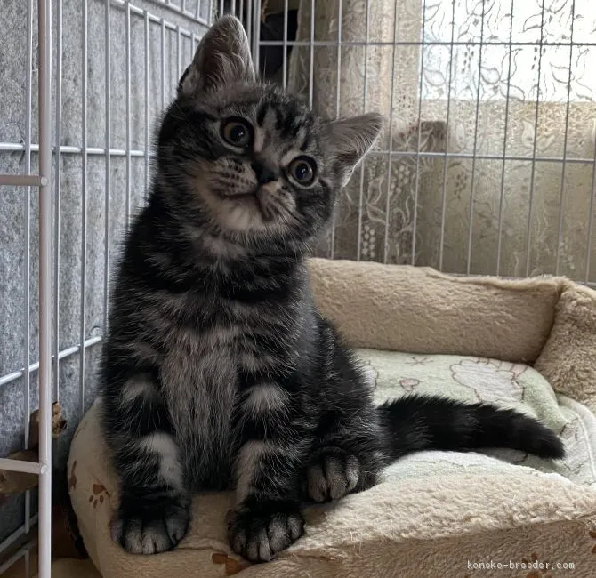ID:2002-01408の子猫