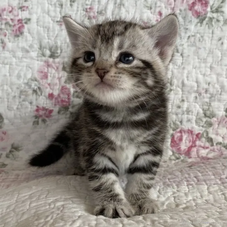 ID:2303-01010の子猫