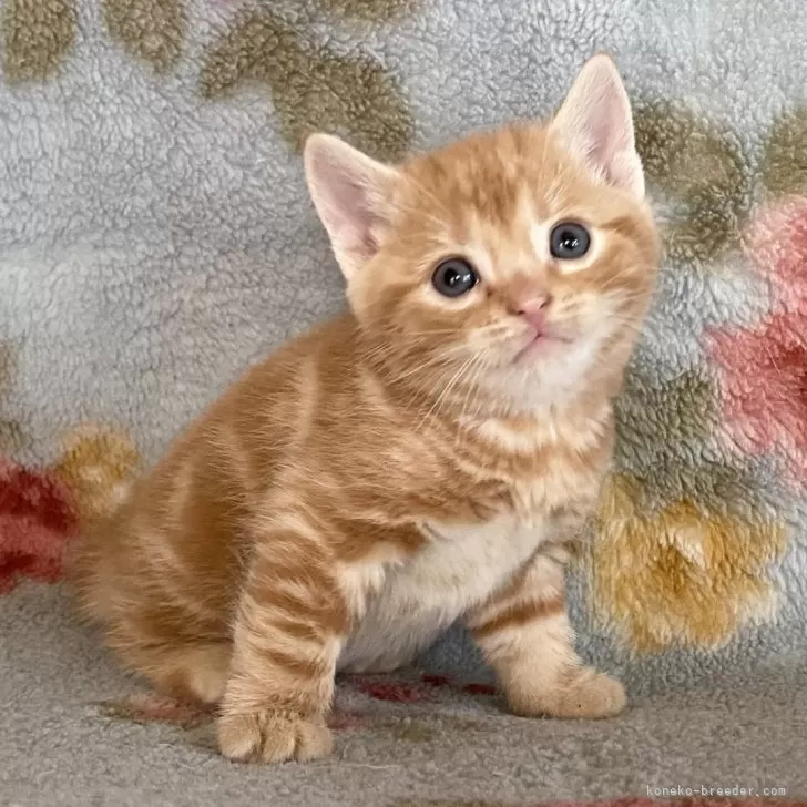 ID：2412-00695の子猫