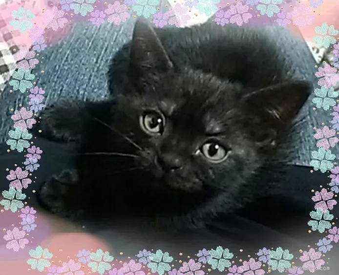 ID：1507-00363の子猫