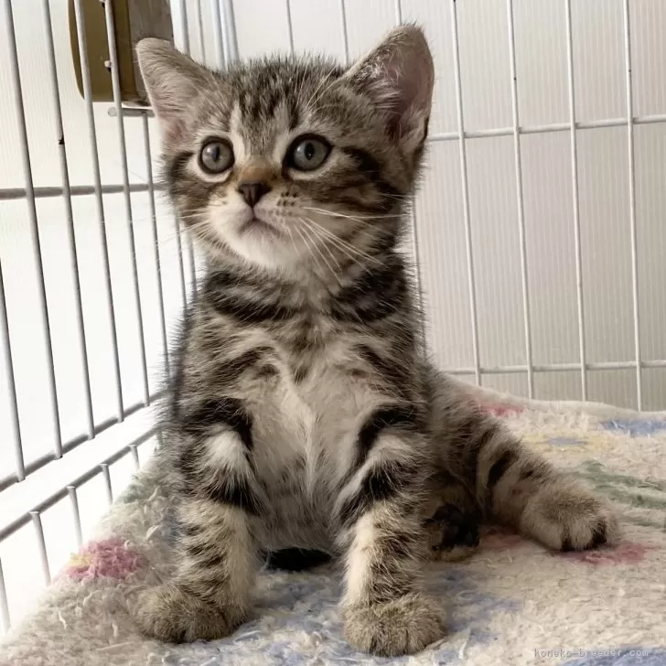 ミコパパ 様のお迎えした子猫