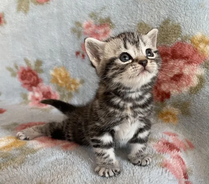 ID：2110-01474の子猫