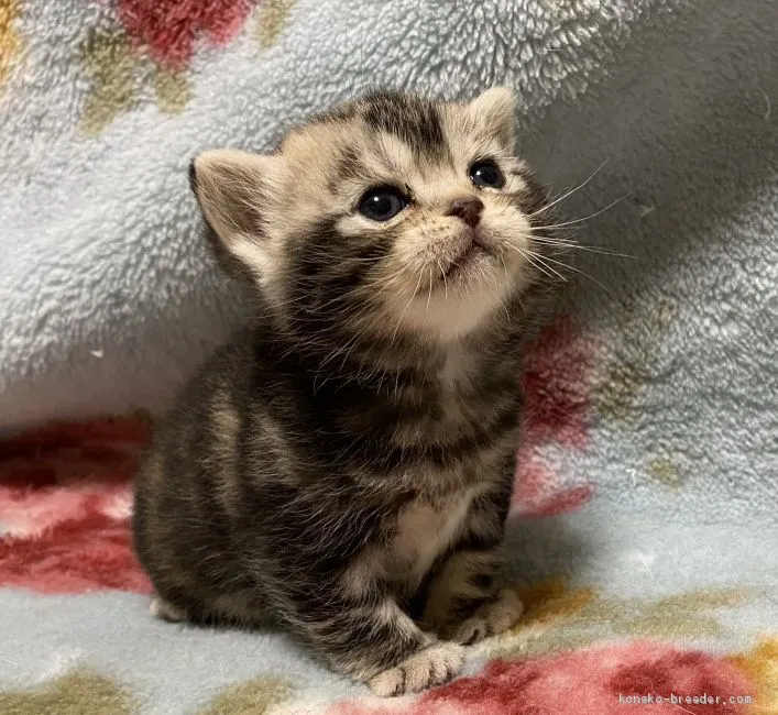 ID：2002-01418の子猫