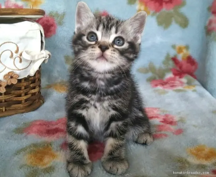 ID：1906-00051の子猫