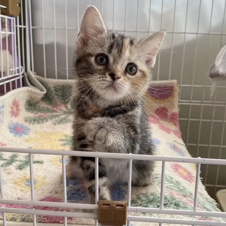ID:2406-03155の子猫