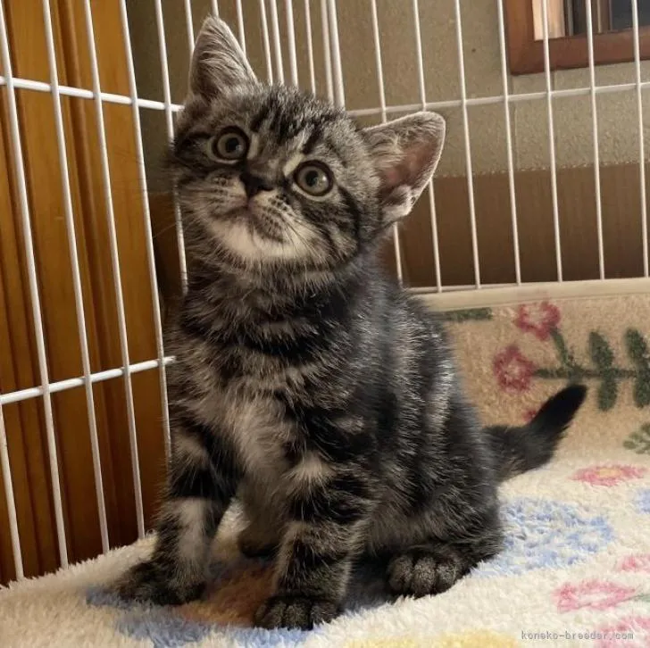 ID：2206-02330の子猫