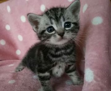 アメリカンショートヘア【埼玉県・男の子・2019年3月26日・シルバータビー】の写真「目の周りの白いラインが際立ち、とっても可愛いお顔♪」