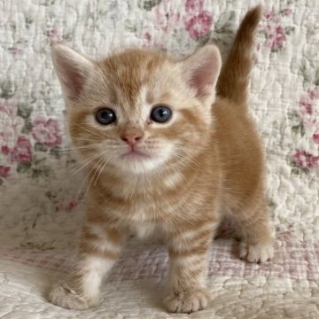 アメリカンショートヘア【埼玉県・男の子・2023年2月15日・カメオタビー】の写真「綺麗なカメオタビーの男の子💕」