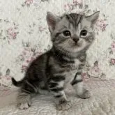 アメリカンショートヘア【埼玉県・女の子・2023年2月15日・シルバーパッチドタビー】の写真1「ますます可愛くなりました♪ 3/18撮影」