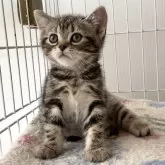 アメリカンショートヘア【埼玉県・男の子・2024年4月16日・ブラウンタビー】の写真1「ますます可愛くなりました💕」
